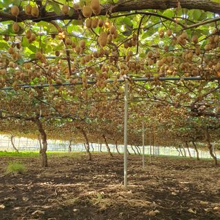 소랑다래랑님의 내가 아는 최고의 농부는? · 참여글 작성글 사진