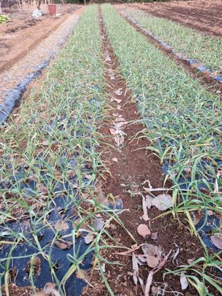 조애순님의 마늘 · 자연재해•동물피해 작성글 사진