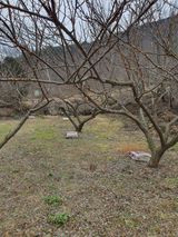 팜모닝 매실·영농일지 게시글 이미지