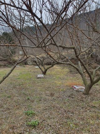 코지팜스테이님의 매실 · 영농일지 작성글 사진