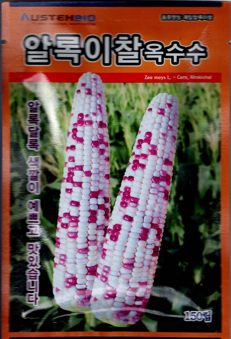 대산농사대장님의 장터 판매 상품 [판매1위 찰옥수수  박사찰옥수수150립] 첨부 사진