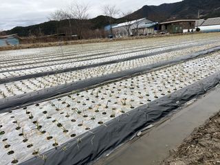 최성진님의 양파 · 자유게시판 작성글 사진