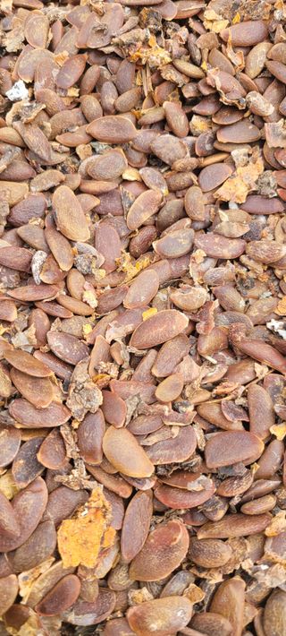 이동훈님의 감 · 영농일지 작성글 사진