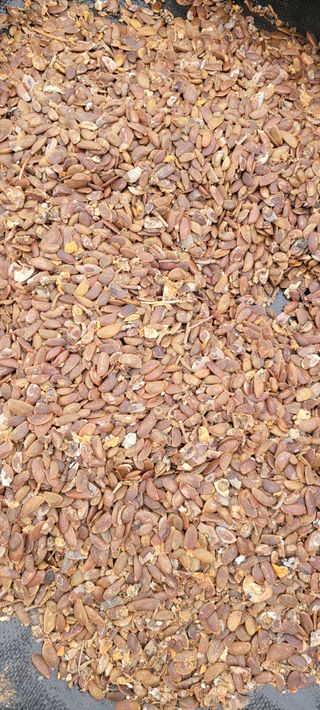 이동훈님의 감 · 영농일지 작성글 사진