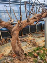 팜모닝 포도·자유게시판 게시글 이미지