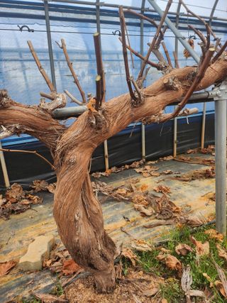 전나영님의 포도 · 자유게시판 작성글 사진