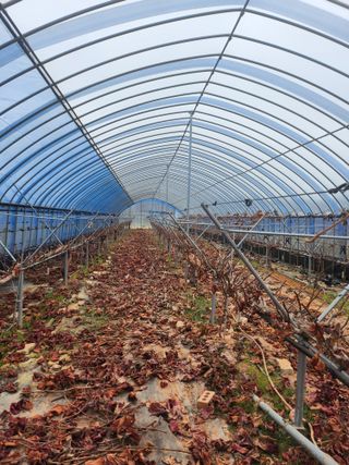 전나영님의 포도 · 자유게시판 작성글 사진