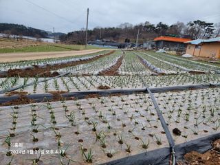 이흥희님의 양파 · 병해충상담 작성글 사진