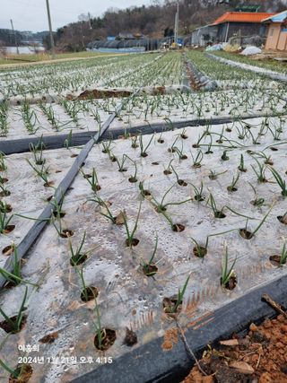이흥희님의 양파 · 병해충상담 작성글 사진