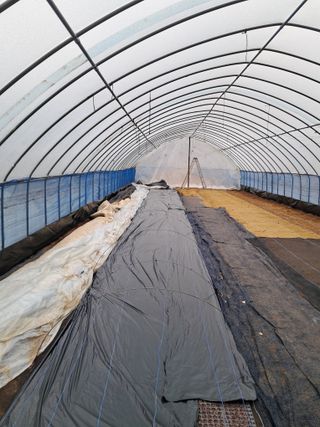 안성농부님의 파 · 자유게시판 작성글 사진