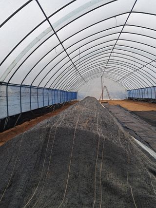 안성농부님의 파 · 자유게시판 작성글 사진