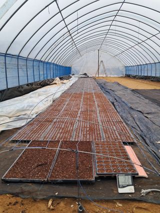 안성농부님의 파 · 자유게시판 작성글 사진