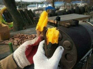 농촌이백억농원^^님의 고구마 · 영농일지 작성글 사진