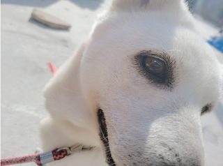 대산농사대장님의 고추 · 일상 작성글 사진