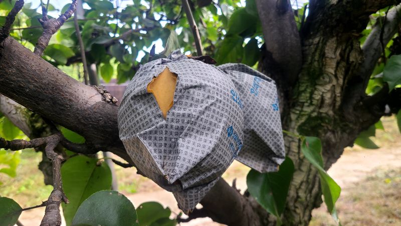 윤성한님의 장터 판매 상품 [100% 안동햇배로 만든 순수 배즙(120ml 50포, 택배비포함)] 첨부 사진