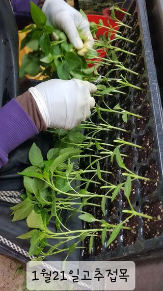 ㄱㅇㄹㄴㅂ님의 자유주제 · 자유게시판 작성글 사진