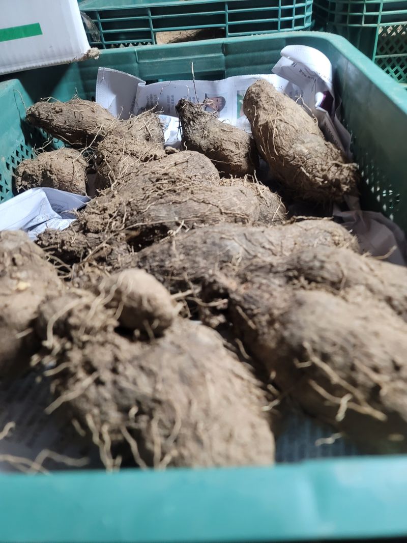 둥근마지기님의 장터 판매 상품 [둥근마] 첨부 사진