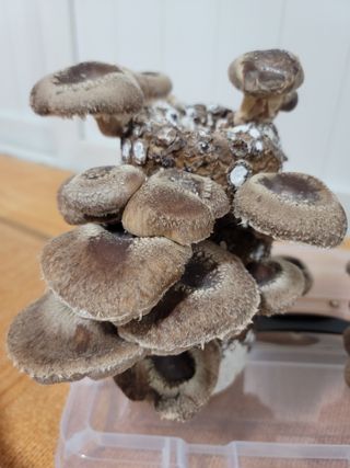 둥근마지기님의 장터이야기 · 자유게시판 작성글 사진