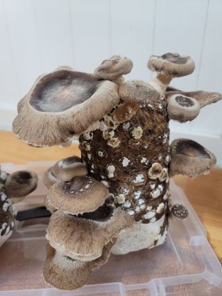 둥근마지기님의 장터이야기 · 자유게시판 작성글 사진