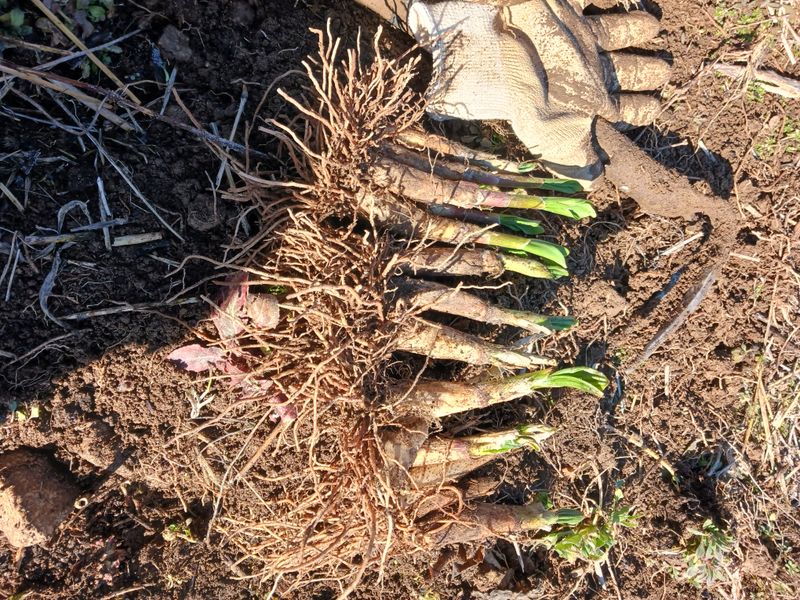 황덕순 님의 장터 판매 상품 [명이나물모종 주문 판매 ] 첨부 사진