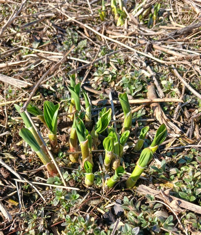 황덕순 님의 장터 판매 상품 [명이나물모종 주문 판매 ] 첨부 사진