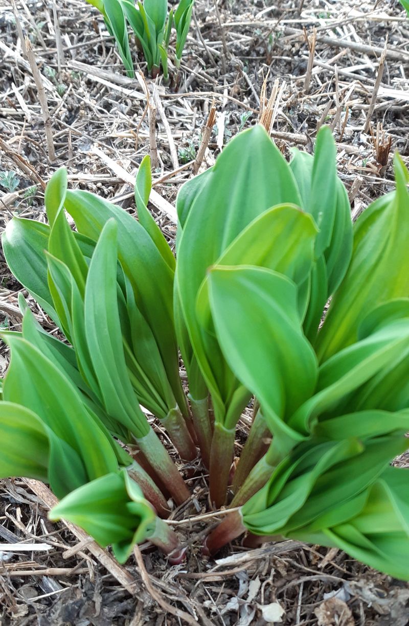 황덕순 님의 장터 판매 상품 [명이나물모종 주문 판매 ] 첨부 사진