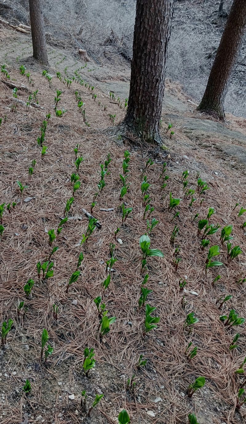 황덕순 님의 장터 판매 상품 [명이나물모종 주문 판매 ] 첨부 사진