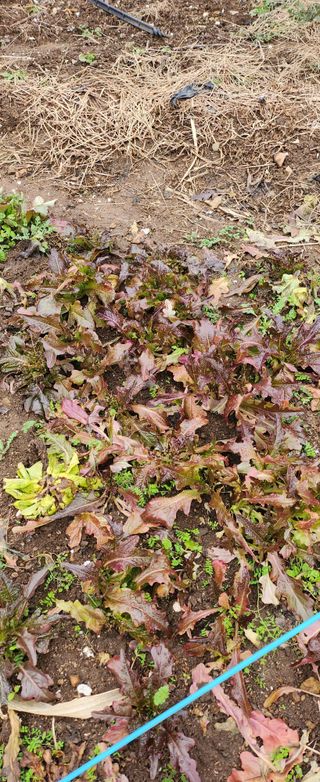 율촌 김은숙님의 자유주제 · 자유게시판 작성글 사진