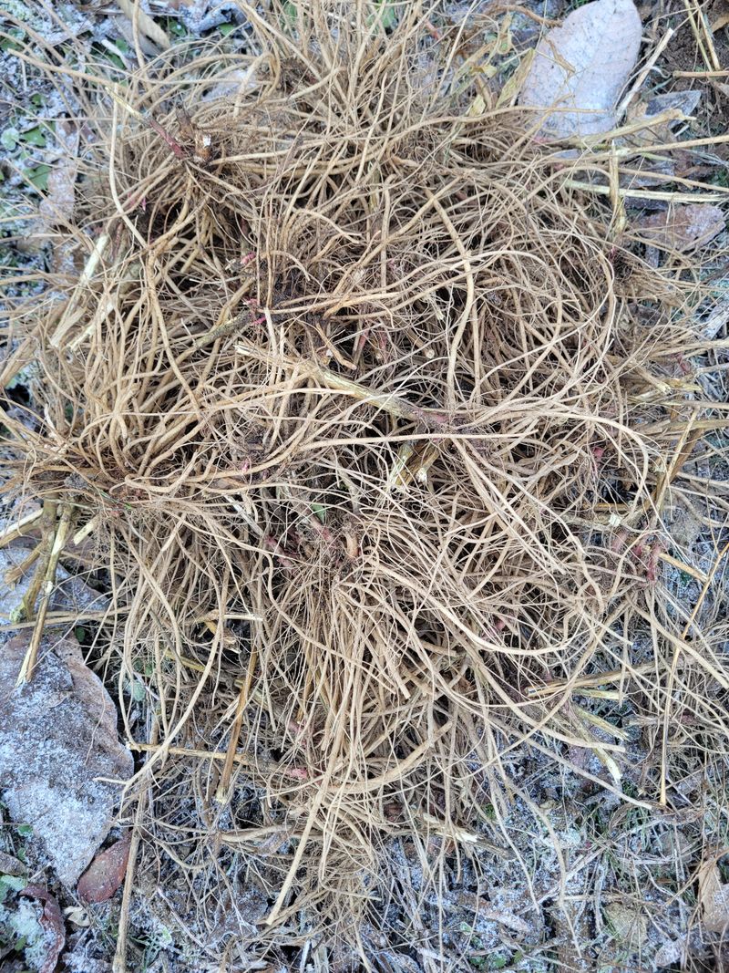 정찬영님의 장터 판매 상품 [청주 생우슬뿌리 1kg] 첨부 사진