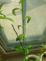 팜모닝 기타작물·병해충상담 게시글 이미지