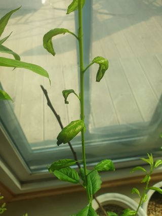 사과짱님의 기타작물 · 병해충상담 작성글 사진