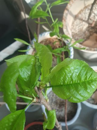 사과짱님의 기타작물 · 병해충상담 작성글 사진