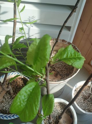 사과짱님의 기타작물 · 병해충상담 작성글 사진