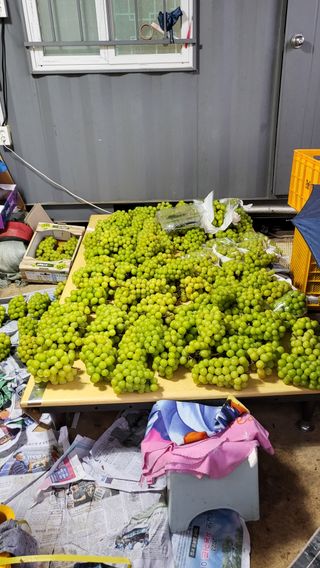 영천사인포도님의 포도 · 자유게시판 작성글 사진