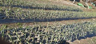 이승규님의 마늘 · 병해충상담 작성글 사진