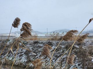 초보농사꾼.님의 자유주제 · 자유게시판 작성글 사진