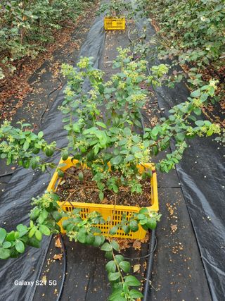 최남단님의 블루베리 · 자유게시판 작성글 사진