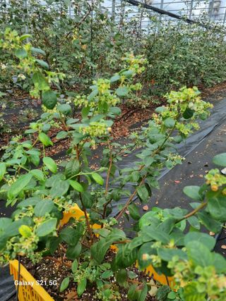 최남단님의 블루베리 · 자유게시판 작성글 사진