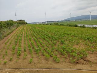 전영일님의 파 · 자유게시판 작성글 사진