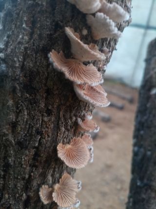 산들농장님의 자유주제 · 자유게시판 작성글 사진