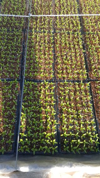 강성분님의 내가 아는 최고의 농부는? · 참여글 작성글 사진