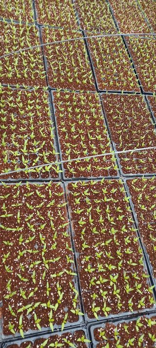 강성분님의 내가 아는 최고의 농부는? · 참여글 작성글 사진