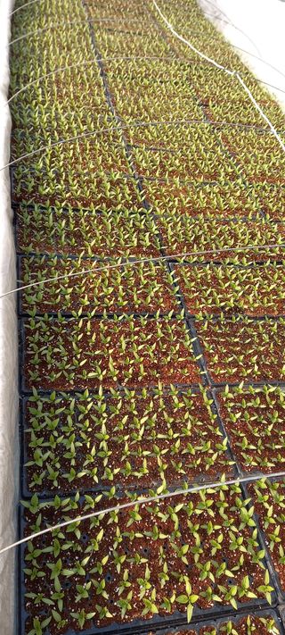 강성분님의 내가 아는 최고의 농부는? · 참여글 작성글 사진