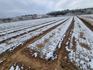 농업드론방제(전북)님의 양파 · 자유게시판 작성글 사진