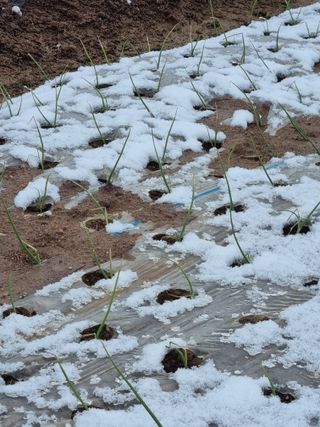 농업드론방제(전북)님의 양파 · 자유게시판 작성글 사진