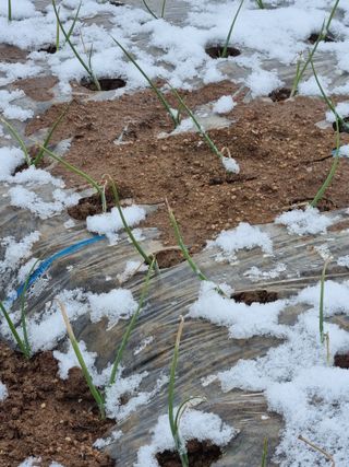 농업드론방제(전북)님의 양파 · 자유게시판 작성글 사진