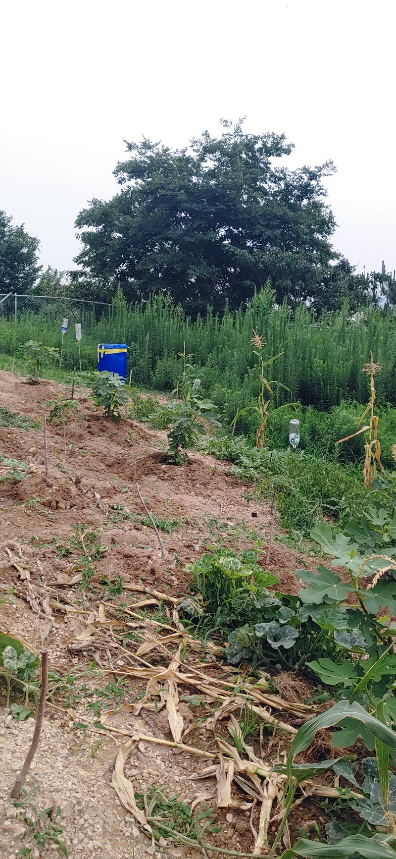 장터 상품 [제밭은 맹지입니다.  경운기도 차도 진입이 불가하여 모] 썸네일