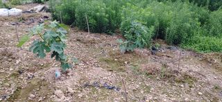 임채은님의 작성글 사진