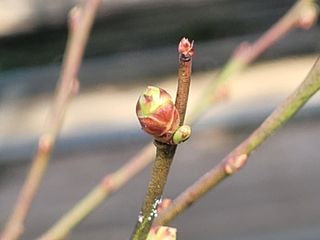 여우내 이순홍님의 블루베리 · 자유게시판 작성글 사진
