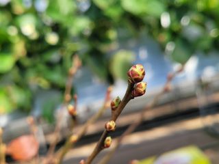 여우내 이순홍님의 블루베리 · 자유게시판 작성글 사진